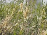 The Mallee Honeymyrtle is a shrub growing to about 3 m tall. The leaves are elliptic and grow 5 mm to 10 mm long and about 3 mm wide. The plant flowers in spring. The flowers are cream or white and...