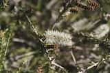 The Sandhill Honey-myrtle is an upright or spreading shrub growing to 5 m tall. The leaves are narrow and grow 5 cm to 12 cm long and up to 4 mm wide. The plant flowers in winter, spring and summer...