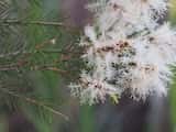 Tea Tree is a tree or tall shrub growing to about 7 m tall. The bark is pale and papery. The leaves are narrow and grow 10 mm to 35 mm long and 1 mm wide. The plant flowers in profusion in spring and...