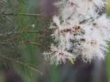 Melaleuca alternifolia