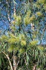 The Silver-Leaved Paperbark is a weeping tree growing 8 m (but can grow to about 18 m tall). The leaves are silver green, elliptic and grow 5 cm to 13 cm long and about 1 or 2 cm wide. New growth is...