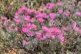 Melaleuca aspalathoides is a small shrub growing to about 60 cm tall. The grey leaves are narrow cylindrical, growing about 1 cm to 2.5 cm long. The plant flowers in late spring and summer. The...