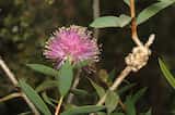 Melaleuca is a shrub growing to 2 m tall. The leaves are narrow and grow 2 cm to 4 cm long and 3 mm to 8 mm wide. The plant flowers in spring and early summer from November to December. The flowers...