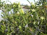Melaleuca blaeriifolia is a dense shrub growing 1 m to 2 m tall. The leaves are small and oval or triangular and grow 2 mm to 6 mm long and about 1 mm to 2 mm wide. The plant flowers in late winter...