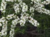 The Black Tea-Tree is a large shrub or tree growing 5 m to 8 m tall (sometimes up to 10 m). The leaves are narrow and grow about 1 cm to 3 cm long and up to 1 mm to 3 mm wide. The plant flowers in...