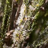 The Mallee Honey-myrtle is a shrub (or sometimes a tree) growing 4 m tall. The leaves are small and narrow and grow 3 mm to 7 mm long, 1 mm to 2 mm wide. The plant flowers in spring and early summer...