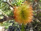 Melaleuca calothamnoides is a shrub growing 1 m to 4 m tall. The leaves are narrow and grow about 1 cm to 2 cm long and up to 1 mm wide. The plant flowers in winter and spring from July to October....