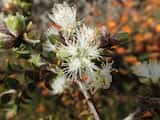 Melaleuca calycina is a shrub growing to 3 m tall. The leaves are oval and grow 5mm to 12 mm long and 3mm to 6 mm wide. The plant flowers in winter and spring from July to October. The flowers are...