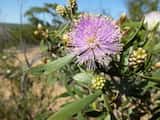 Melaleuca campanae is a small spreading shrub growing to about 1 m tall. The leaves grow up to about 6 cm long and 9 mm wide. The plant flowers in spring. The pink or purple flowers are produced in...