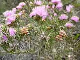 Melaleuca carrii is a small shrub growing to 2 m tall. The leaves are narrow and sharp pointed and grow 7 mm to 27 mm long and about 1 mm wide. Flowers are produced mainly in spring. The flowers are...