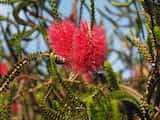 The Goldfields Bottlebrush is a shrub growing to 2 m tall. The leaves are heart shaped and grow 5 mm to 10 mm long and up to about 5 mm wide. The plant flowers in spring and summer. The flowers are...