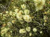 Melaleuca concreta is a shrub growing to 2 m tall. The leaves are narrow with a pointed tip, and grow about 3 cm to 8 cm long and 2 mm to 4 mm wide. The plant flowers in spring, mainly in October and...