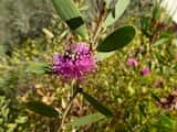 Melaleuca conothamnoides is a shrub growing to about 1.5 m tall. The leaves are large and oblong or elliptic in shape, and grow about 3 cm to 4 cm long and 4 mm to 11 mm wide. The plant flowers in...