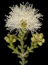 Melaleuca cucullata is a shrub growing to 4 m tall. The small leaves clasp the stem and grow about 2 mm to 5 mm long and about 1 mm to 2.5 mm wide. The plant flowers in spring. The flowers are white...
