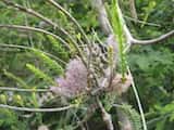 Melaleuca decussata