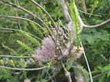 Totem Poles is a shrub growing to 3 m tall. The leaves are small and narrow and grow 5 mm to 15 mm long and up to 3 mm wide. The plant flowers mainly in spring and summer from November to February....