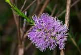 The Rosy Paperbark is a shrub growing to about 2 m tall. The leaves are small and pointed and grow 4 mm to 14 mm long and 0.5 mm to 1 mm wide. The plant flowers in spring and summer, mainly from...