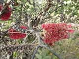 The Granite Honey-myrtle is a shrub growing to about 4 m tall. The leaves are elliptic and grow up to 2 cm long and up to 1 cm wide. The plant flowers in spring and summer from August to March. The...