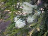 Melaleuca ericifolia