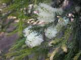 The Swamp Paperbark is a shrub or tree growing to 9 m tall. The leaves are narrow grow 5 mm to 18 mm long and about 1 mm wide. The plant flowers in spring from October to November. The flowers are...