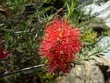 The Scarlet Honey-myrtle is a shrub growing to 3 m tall. The grey-green leaves are narrow, growing 2 cm to 3 cm long and about 1 mm to 5 mm wide. The plant flowers in winter, spring and summer from...