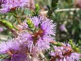 The Slender Honey-myrtle is a shrub growing to 2 m tall. The leaves are small, egg-shaped and grow 2 mm to 7 mm long and 2 mm to 4 mm wide. The plant flowers in spring and summer from November to...