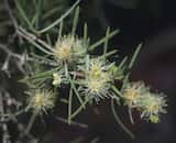 The Desert Honey-myrtle is a shrub or small tree growing 3 m to 10 m tall. The bark is pale and papery. The grey-green leaves are linear and pointed and grow 1 cm to 5 cm long and 1 or 2 mm wide. The...
