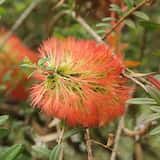 The Hillock Bush is a large shrub or small tree growing 6 m tall. The leaves are narrow growing up to 4 cm long and up to 1 cm wide. The plant flowers in spring and summer. The flowers are orange to...