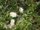 The Grey Honey-myrtle is a shrub or small tree growing to 5 m tall. The leaves are narrow and grow 4 mm to 17 mm long and about 1 mm to 3 mm wide. New growth is hairy giving a soft grey appearance....