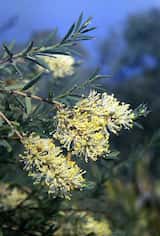 The Pungent Honey-myrtle is a shrub growing to 5 m tall. The leaves are prickly and grow about 6 mm to 15 mm long and 2 mm to 3 mm wide. The plant flowers in spring and summer from August to...