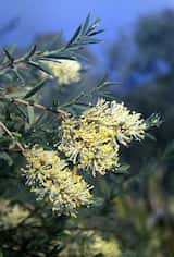 Melaleuca leiocarpa