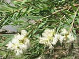 Snow-in-Summer is a small tree growing 6 m to 10 m tall. The bark is creamy white and papery in texture. The leaves are narrow and grow 2 cm to 4 cm long and 1 mm to 4 mm wide. The plant flowers for...