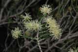 The Wattle Honey-myrtle is a rounded shrub growing to 3 m tall. The small round leaves have a small point at the tip and are clasped against the stem like scales. They are just 1 mm to 1.5 mm long...