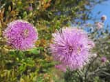 The Showy Honey-myrtle is a large shrub or small tree growing to 5 m tall. The leaves are elliptic with rounded tips and grow 10 mm to 25 mm long and 4 mm to 9 mm wide. The bark is grey white and...