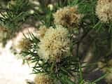 The Prickly-leaved Paperbark is a shrub or small tree growing 6 m tall (sometimes to 10m). The leaves are narrow and prickly and grow 1 cm to 4 cm long and about 1 mm wide. The plant flowers mainly...