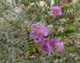 The Claw Honey-myrtle is a spreading shrub growing 2 m tall. The leaves are small and grow 2 mm to 6 mm long and 1 mm to 3 mm wide. The plant flowers in spring and summer from September to February....