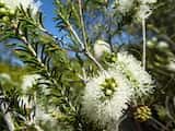 The Swamp Paperbark is a large shrub or small tree growing 10 m tall. The bark is greyish with a papery texture. The leaves are very narrow and pointed and grow 1 cm to 4 cm long and about 1 mm to...