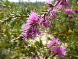 The Rough Honey-myrtle is a shrub growing to about 1 m tall. The leaves are rough- textured and narrow and grow 6 mm to 20 mm long and about 1 mm wide. The plant flowers in winter and spring from...