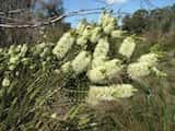 The Scented Paperbark is a shrub or small tree growing to 6 m tall (sometimes more). The bark is white or grey and papery. The leaves are small, egg-shaped with pointed tip and grow 5 mm to 16 mm...