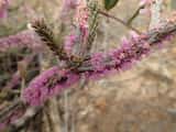 The Cork-barked Honey-myrtle is a small shrub growing to 1 m tall. The bark is grey and corky. The leaves are narrow, crowded on the branches, and grow about 6 mm long and about 1 mm wide. The plant...