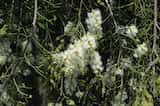 The Bush-house Paperbark is a weeping shrub or small tree growing to 5 m tall. The bark is grey and papery. The small leaves are scale-like, clasped to the branches, and grow 1 mm to 4 mm long and...