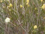 The Broombush is a shrub growing 2 m tall., or sometimes a small tree to 5 m. The leaves are narrow cylindrical with a curved claw at the tip and grow 2 cm to 4 cm long and about 1 mm wide. The plant...