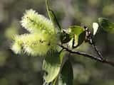 The Broad-leaved Paperbark is a large shrub small tree growing to 10 m tall. It has white, creamy brown or grey papery bark. The leaves are fairly broad for a paperbark and grow 7 cm to 18 cm long...