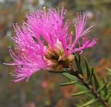 Wilson's Honey-myrtle is a shrub growing to 3 m tall. The leaves are narrow and pointed and grow 8 mm to 15 mm long and 1 mm to 2 mm wide. The plant flowers in late spring and early summer from...