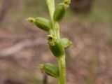The Common Onion Orchid or Common Leek Orchid is a terrestrial orchid with fairly thick green stem. The flowers are produced in long clusters of very small green or greenish yellow flowers which...