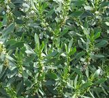 The Coastal Boobialla is variable in habit and may be a dense shrub, open shrub or small tree. The glossy green leaves are lanceolate to elliptical, 30mm to 100mm long by 10mm to 20mm wide. It...