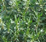 Myoporum insulare