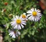 Olearia stuartii is a small shrub in the daisy family growing to about one metre tall. It has a rounded or upright habit with woody stems. The leaves are1cm to 2.5 cm long. It produces daisy flowers...