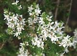 The Twiggy Daisy Bush is an erect shrub to 1.6 m tall with scattered to crowded leaves 2-8 mm long and 0.8-2.5 mm wide with a rounded apex. Underside of leaves grey-woolly.<br><br>Flower-heads on the...