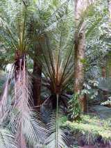The Bronze Palm is a solitary palm growing to about ten metres in height (although very old plants can grow to twenty metres), and is the only species in the genus Oraniopsis. The fronds grow to six...